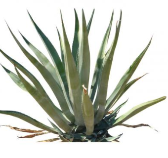 番麻植物SU模型下载_sketchup草图大师SKP模型