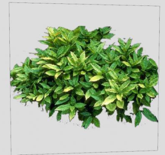 桃叶珊瑚属植物SU模型下载_sketchup草图大师SKP模型