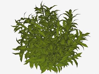常绿阔叶植物SU模型下载_sketchup草图大师SKP模型