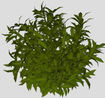 常绿阔叶植物SU模型下载_sketchup草图大师SKP模型