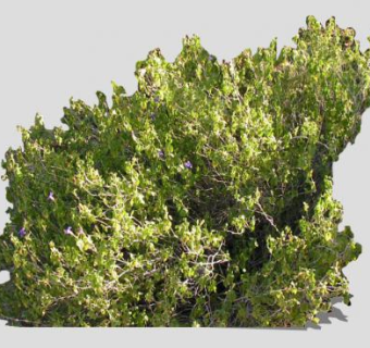 2D沙漠旱生植物SU模型下载_sketchup草图大师SKP模型