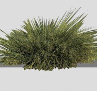 禾本科香根草植物SU模型下载_sketchup草图大师SKP模型