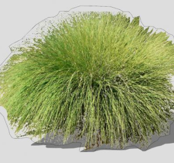 大丛乱子草植物SU模型下载_sketchup草图大师SKP模型