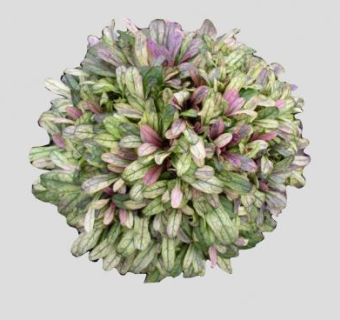 浅色树叶灌木植物SU模型下载_sketchup草图大师SKP模型