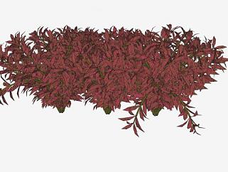 红叶灌木植物SU模型下载_sketchup草图大师SKP模型