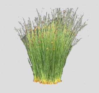 灯心草草本水生植物SU模型下载_sketchup草图大师SKP模型