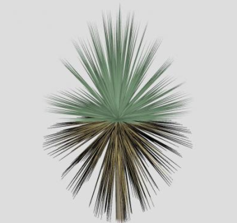 丝兰属植物SU模型下载_sketchup草图大师SKP模型