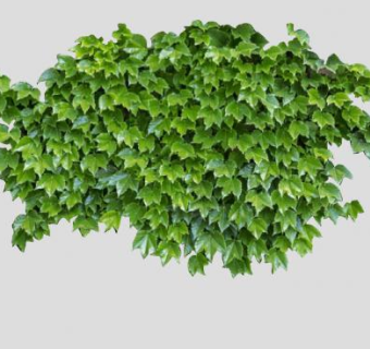 爬山虎属藤本植物SU模型下载_sketchup草图大师SKP模型
