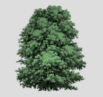 高大绿叶乔木SU模型下载_sketchup草图大师SKP模型