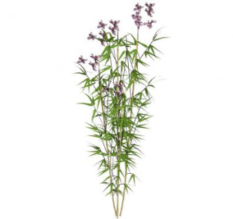 竹叶兰属植物SU模型下载_sketchup草图大师SKP模型