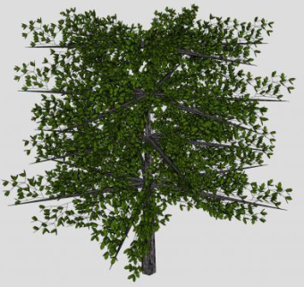 常绿高大乔木树木SU模型下载_sketchup草图大师SKP模型