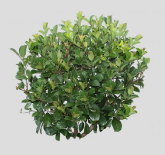 密集的灌木植物SU模型下载_sketchup草图大师SKP模型