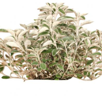 狗舌草植物SU模型下载_sketchup草图大师SKP模型