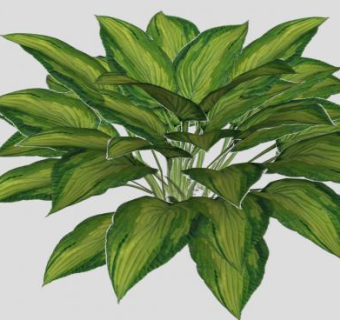 玉簪属植物SU模型下载_sketchup草图大师SKP模型