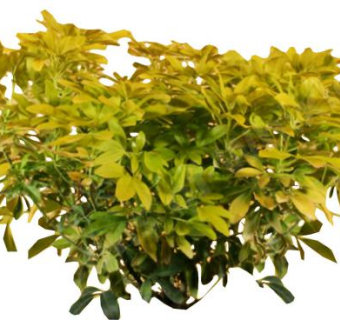 金指墨西哥橘植物SU模型下载_sketchup草图大师SKP模型