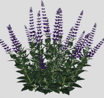 鼠尾草草本植物SU模型下载_sketchup草图大师SKP模型