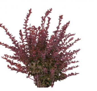 小檗属灌木植物SU模型下载_sketchup草图大师SKP模型