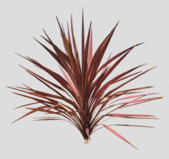 澳洲朱蕉植物SU模型下载_sketchup草图大师SKP模型