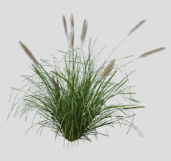 狼尾草多年生植物SU模型下载_sketchup草图大师SKP模型