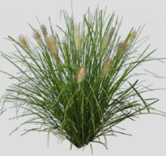 禾本科狼尾草植物SU模型下载_sketchup草图大师SKP模型