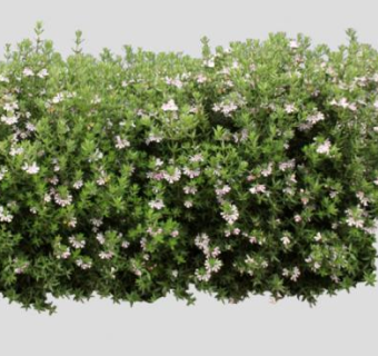 澳大利亚迷迭香SU模型下载_sketchup草图大师SKP模型