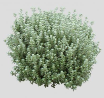 黑面神属灌木植物SU模型下载_sketchup草图大师SKP模型