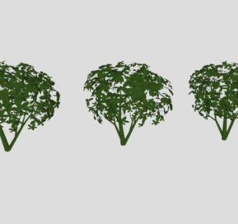 三棵小型灌木植物SU模型下载_sketchup草图大师SKP模型