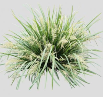 猬草属禾本科植物SU模型下载_sketchup草图大师SKP模型