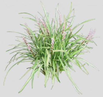 短葶山麦冬植物SU模型下载_sketchup草图大师SKP模型