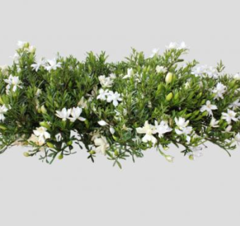 栀子花属植物SU模型下载_sketchup草图大师SKP模型