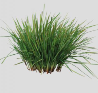 桔梗兰属植物SU模型下载_sketchup草图大师SKP模型