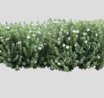 黑面神灌木植物SU模型下载_sketchup草图大师SKP模型