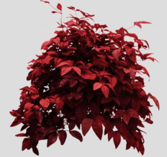 南天竹属红叶植物SU模型下载_sketchup草图大师SKP模型