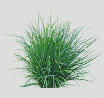 百合科冬麦植物SU模型下载_sketchup草图大师SKP模型