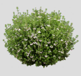 开花灌木丛植物SU模型下载_sketchup草图大师SKP模型