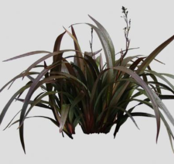 山菅兰属植物SU模型下载_sketchup草图大师SKP模型