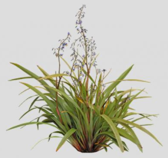 山菅兰草本植物SU模型下载_sketchup草图大师SKP模型