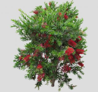 串钱柳常绿灌木SU模型下载_sketchup草图大师SKP模型