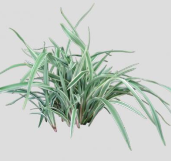 山菅属常绿草本SU模型下载_sketchup草图大师SKP模型