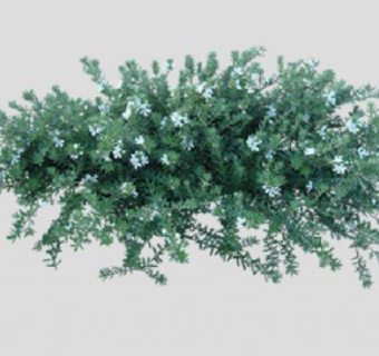 大戟科黑面神灌木SU模型下载_sketchup草图大师SKP模型