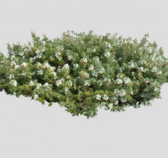 澳洲迷迭香灌木SU模型下载_sketchup草图大师SKP模型