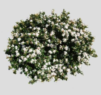 石斑木灌木植物SU模型下载_sketchup草图大师SKP模型