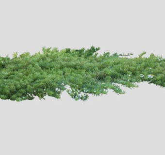 苦槛蓝属常绿灌木SU模型下载_sketchup草图大师SKP模型