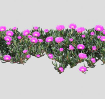 莫邪菊属植物SU模型下载_sketchup草图大师SKP模型