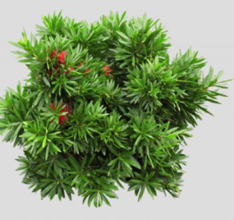 垂枝红千层植物SU模型下载_sketchup草图大师SKP模型