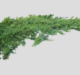 苦槛蓝属常绿灌木植物SU模型下载_sketchup草图大师SKP模型