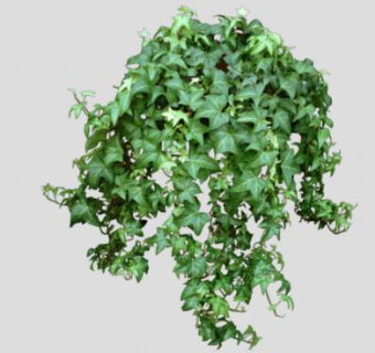常春藤属藤本灌木SU模型下载_sketchup草图大师SKP模型