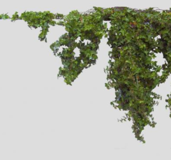 常春藤常绿藤本灌木SU模型下载_sketchup草图大师SKP模型