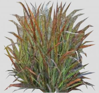 夏延柳枝稷植物SU模型下载_sketchup草图大师SKP模型