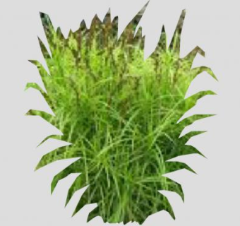 莎草香附子植物SU模型下载_sketchup草图大师SKP模型